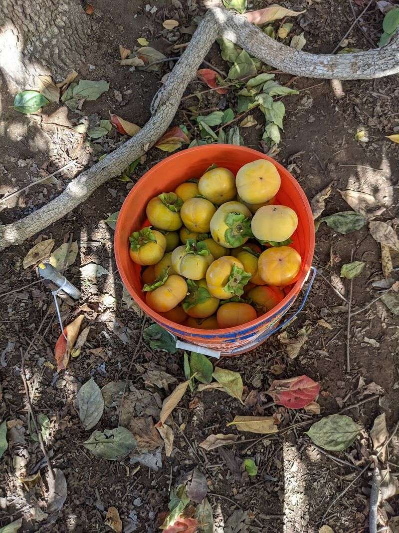 Ramona Fresh Fruits U-Pick Persimmons, Ramona