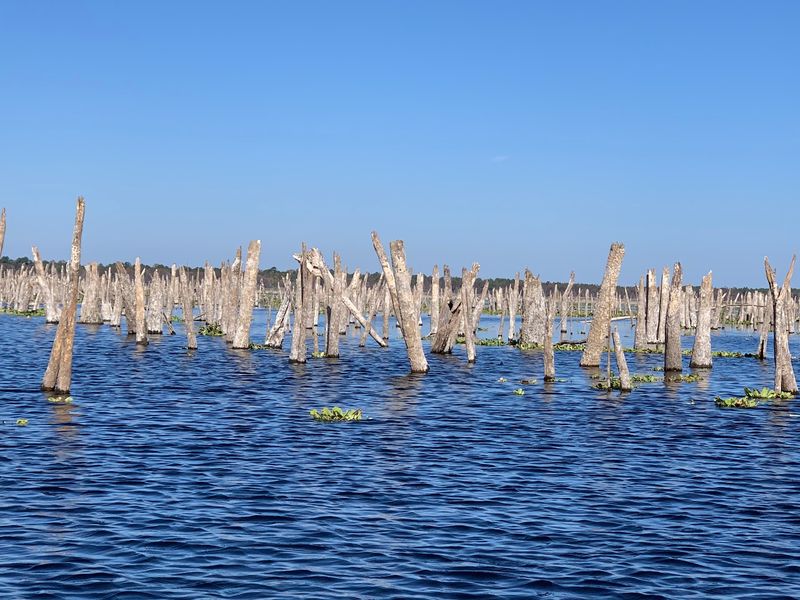 A Drowned Forest In The Ocklawaha Valley