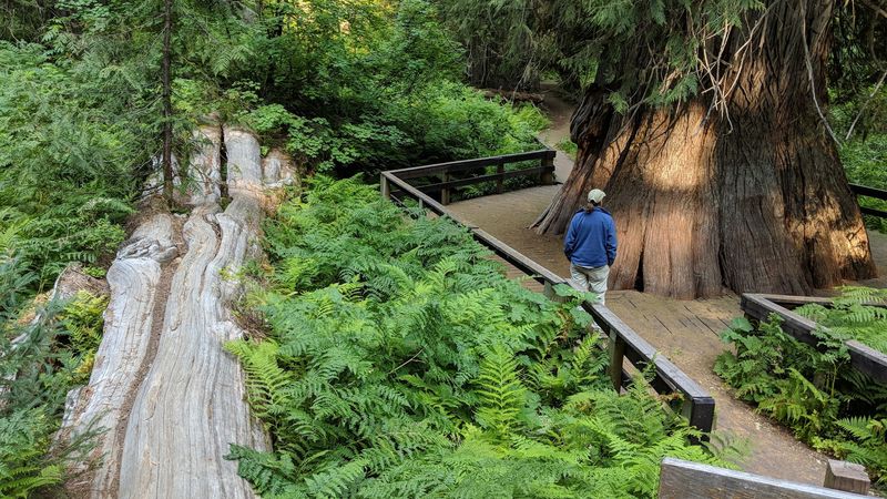 This Idaho Forest Lets You Walk Among Cedars That Were Already Growing Centuries Before Statehood - Decor Hint The Biggest Cedar Even Gets Its Own Viewing Deck