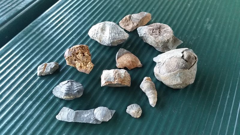 Sea Lilies, Snail Shells, And Other Ocean Oddballs
