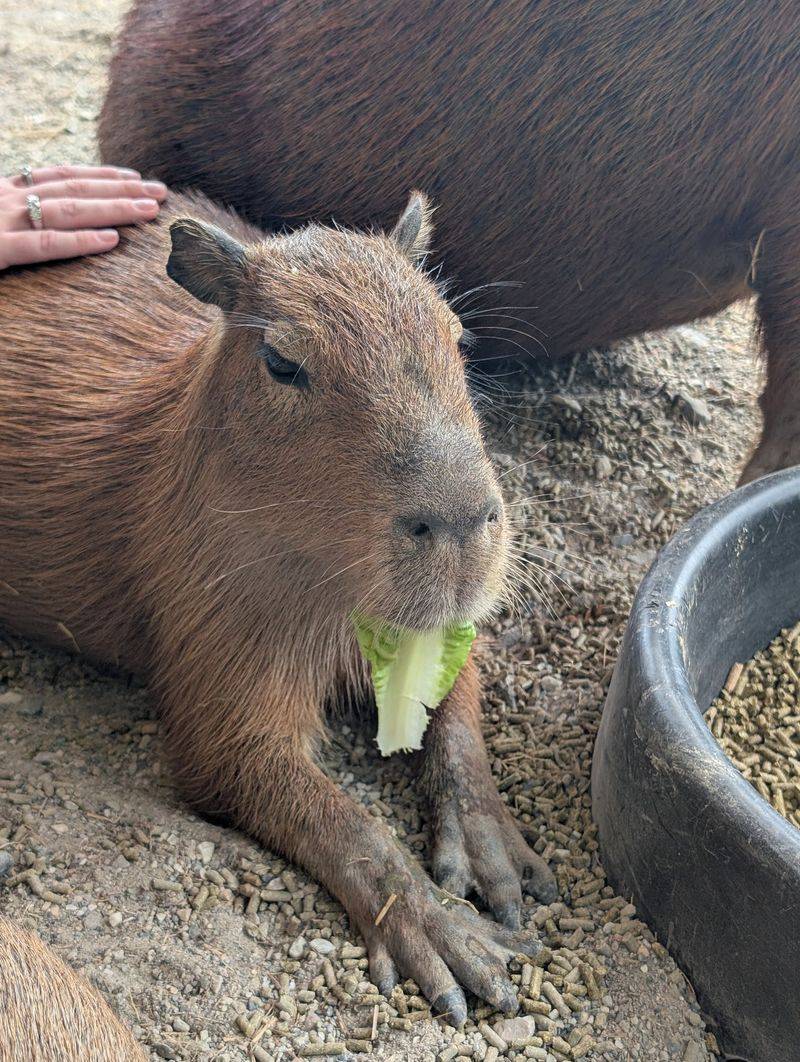 Hop On A Hay Wagon For A Relaxing Ride Around The Farm