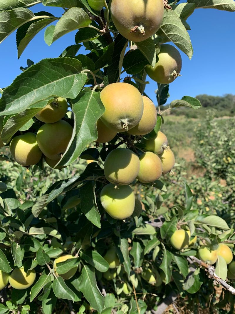 Dickinson Family Farms, Fallbrook