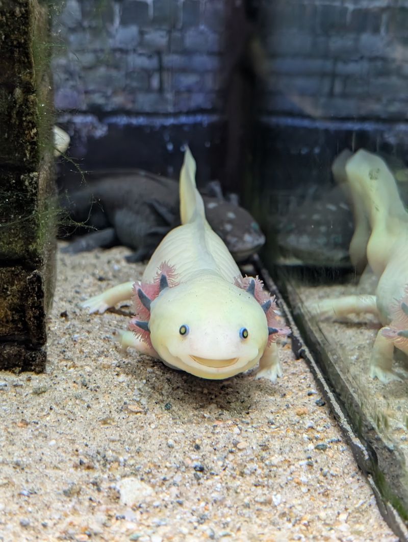 Creepy Crawlers Get Their Own Spotlight Too