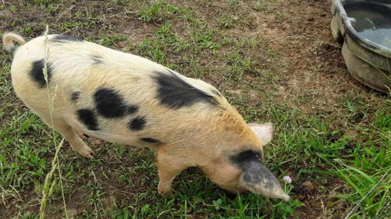 Meet The Pig That Wears A Wool Sweater