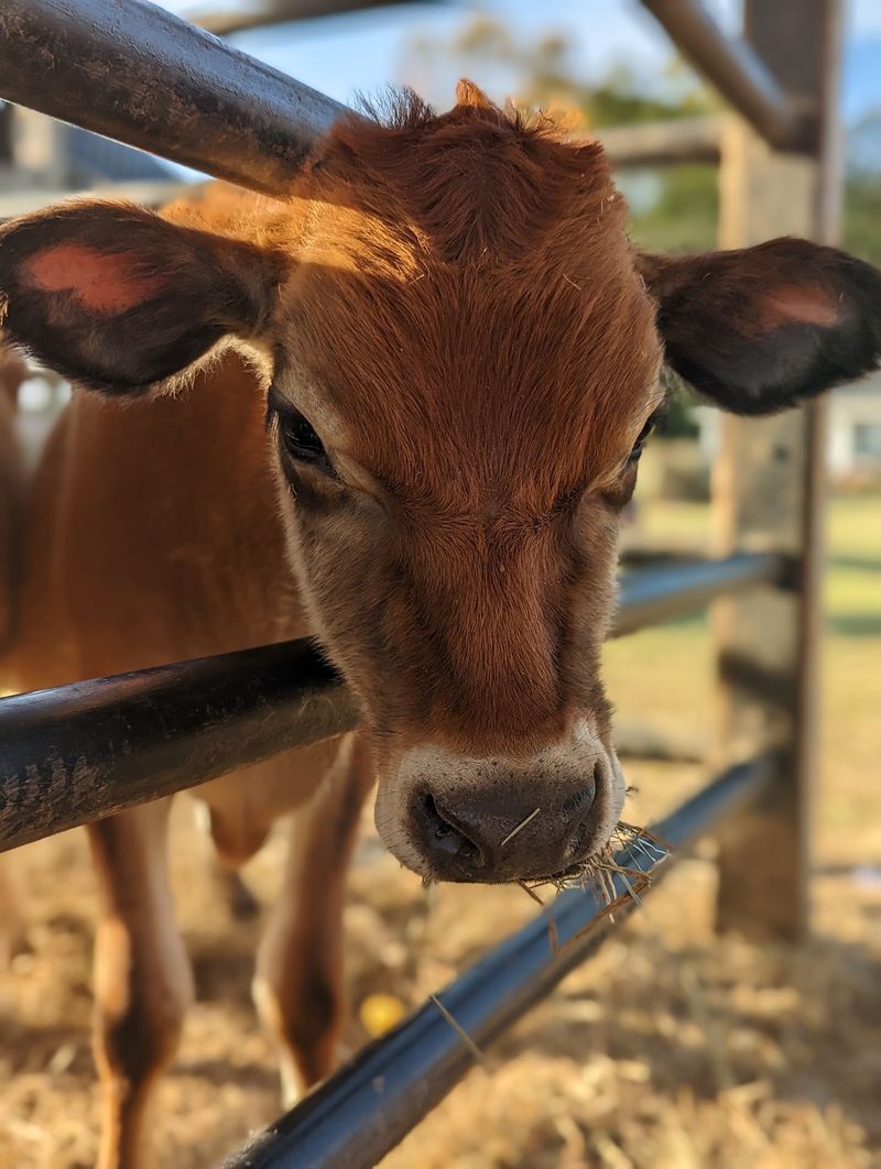 11 Georgia Farm Stores Selling Homemade Foods And Locally Raised Products - Decor Hint Carlton Farms