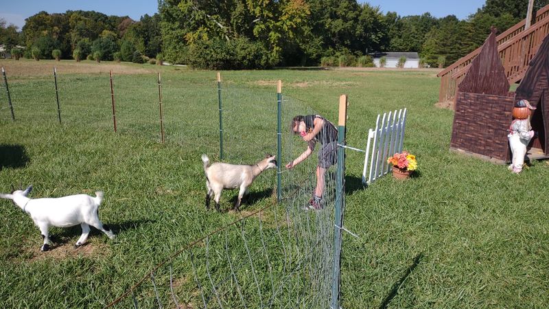 The Farm Animals Come With Their Own Little Lessons