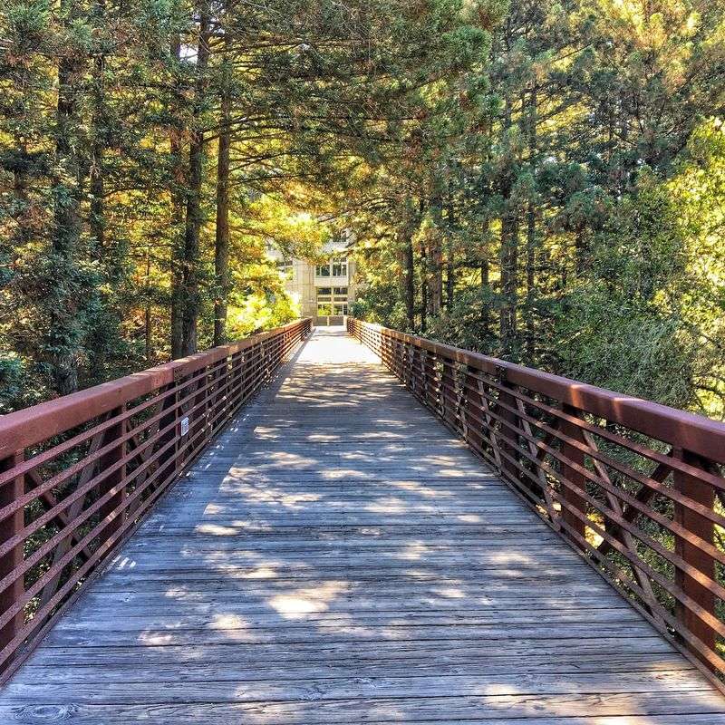 UC Santa Cruz: No. 26 Public, Redwoods And Big Ideas