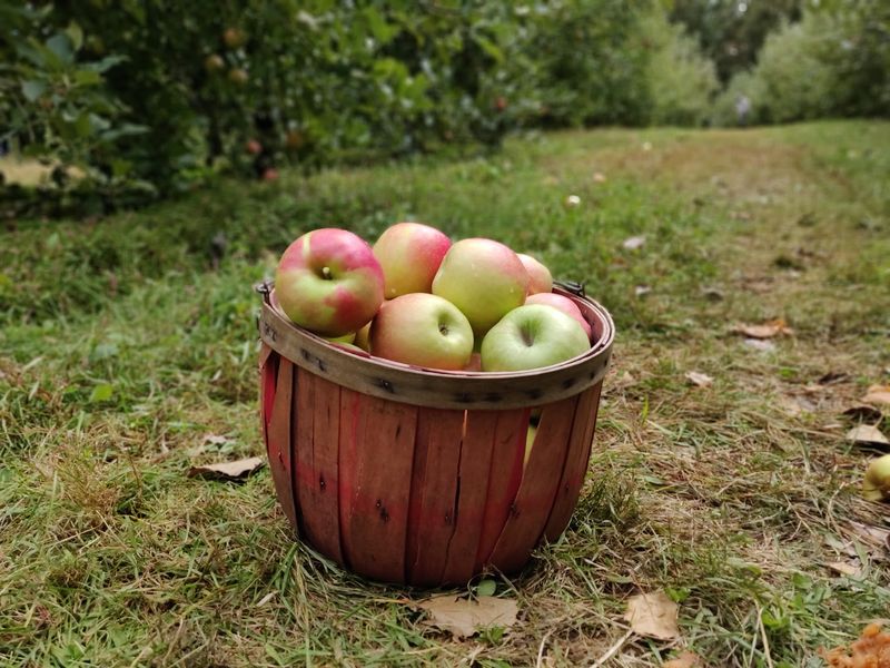 This North Carolina Apple Orchard Was Just Voted One Of The Best In America - Decor Hint Pick-Your-Own Apples Come With Sweeping Blue Ridge Mountain Views