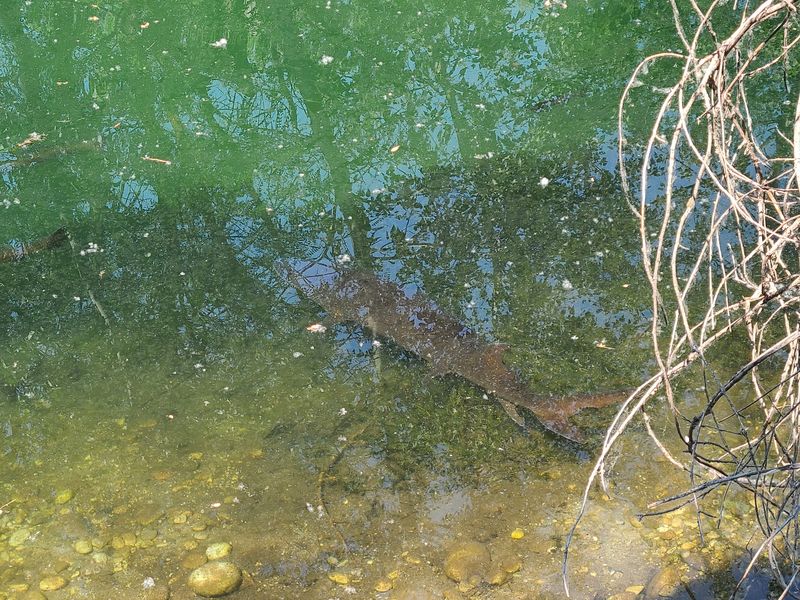Prehistoric-Looking Sturgeon Steal The Whole Show