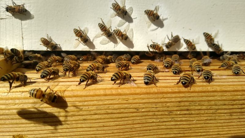 Bee Bum
