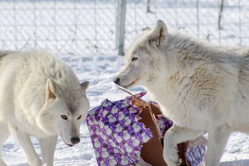 A Preserve Born From Two Wolves