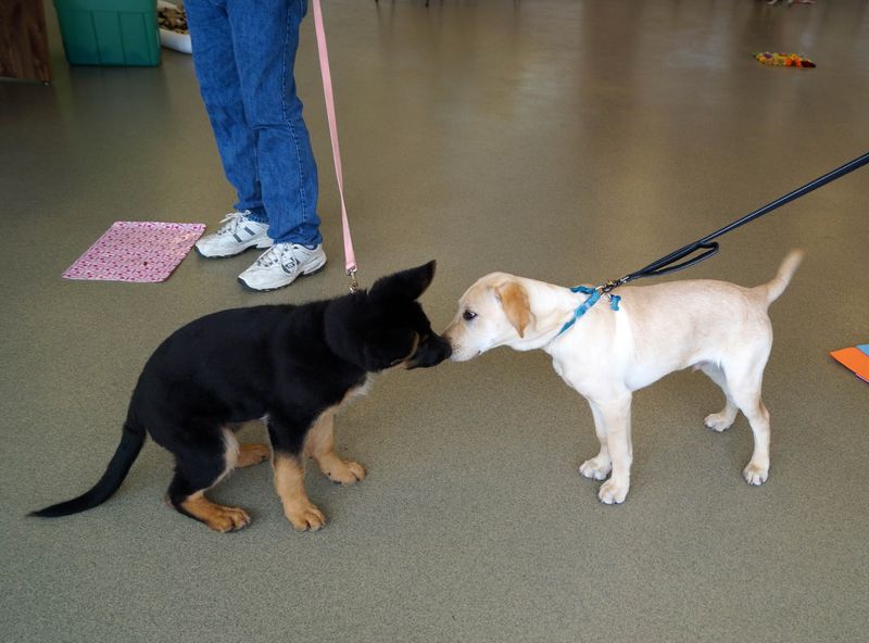 Camp Kindness And Classes For Kids And Nervous Pups