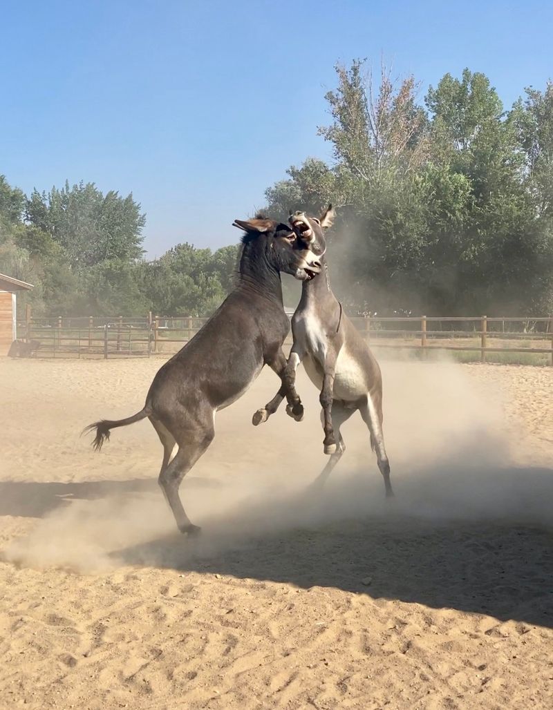 Donkeys Take Off At The River And Rails Donkey Dash