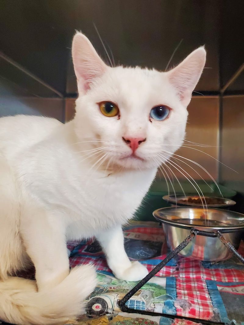 Fair Adoption Pricing And Low-Cost Spay And Neuter Help