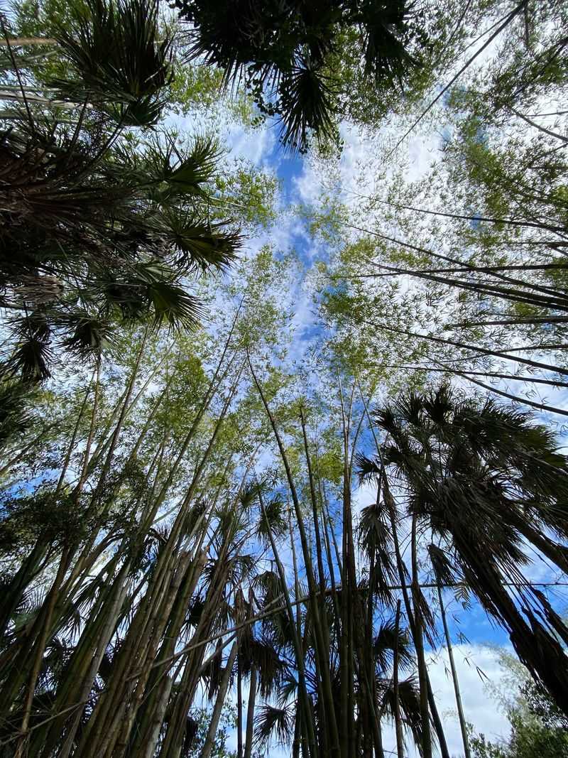 Bamboo Tunnels Along Florida's Estero River