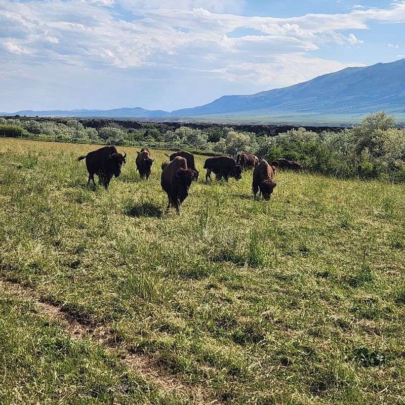 This Idaho Ranch Sells Grass-Fed Bison Straight From The Pasture - Decor Hint Ten Minutes From the Hot Springs and Worth Every Mile