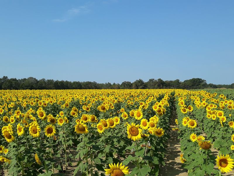 Holland Farms, Milton, FL