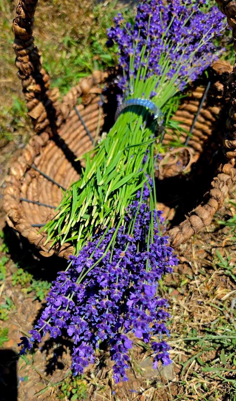 Scissors, Baskets, And Your Own Bundle