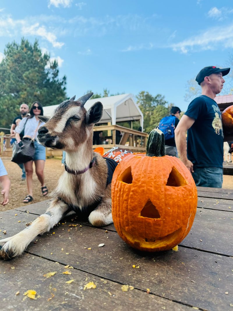 Goat Yoga Is Only The Start Of The Event Calendar