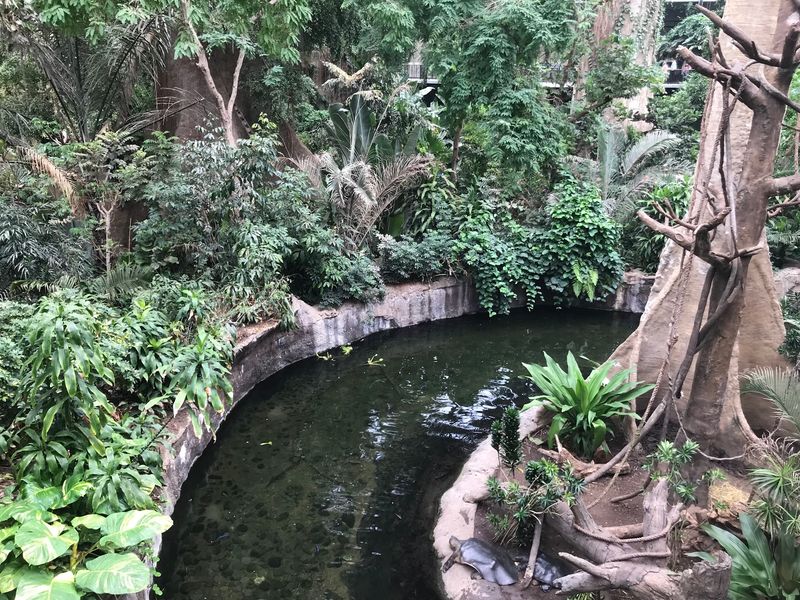 Lunch With A Side Of Jungle Views