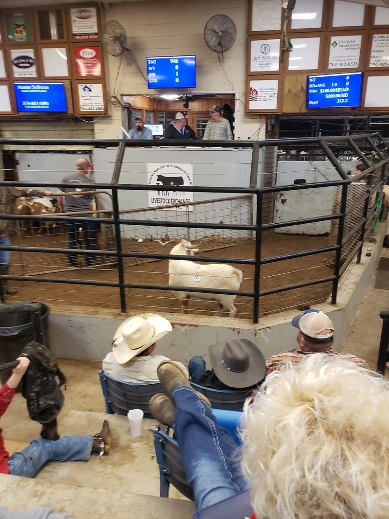 You Can Actually Buy Cattle, Goats And More At This Old-School North Carolina Livestock Auction - Decor Hint Bid On Feeder Cattle, Cows, Bulls And Replacement Stock