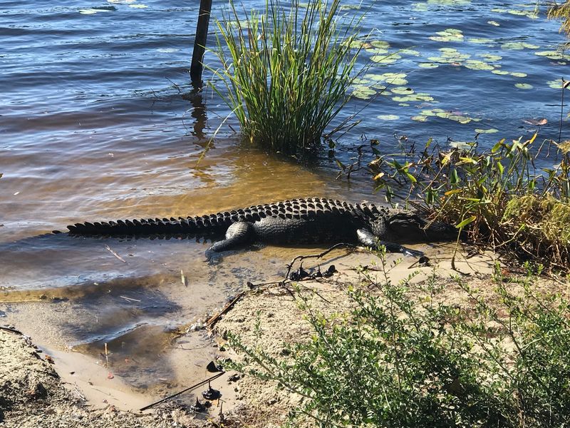 This Hidden North Carolina Pond Is Crawling With Alligators, And It’s Scarier Than You Think - Decor Hint See How An Artificial Pond Created In The 1800s Became A Wildlife Haven