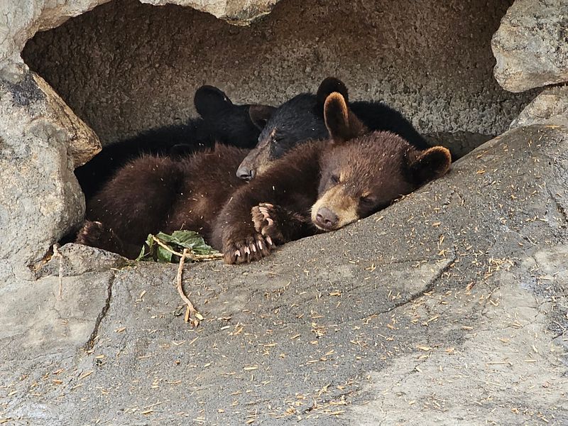 Bottle Feeding Cubs Is The Ticket To Book Early