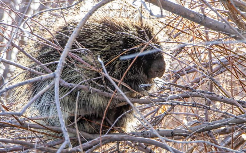 Moose, Muskrats, And Other Surprise Guests