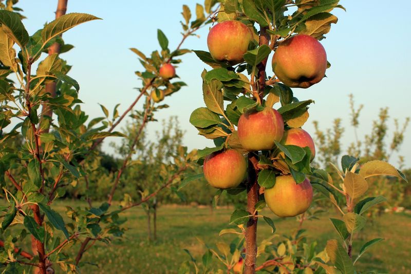 Why This Little Nebraska Orchard Earns a Spot on Your Fall List