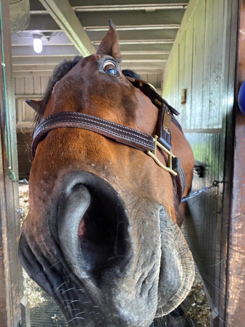 Say Hello To The Clydesdales In The Big Barn