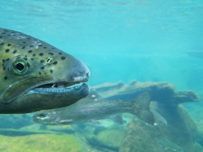 Why This Fish Park Deserves A Spot On Your Weekend List