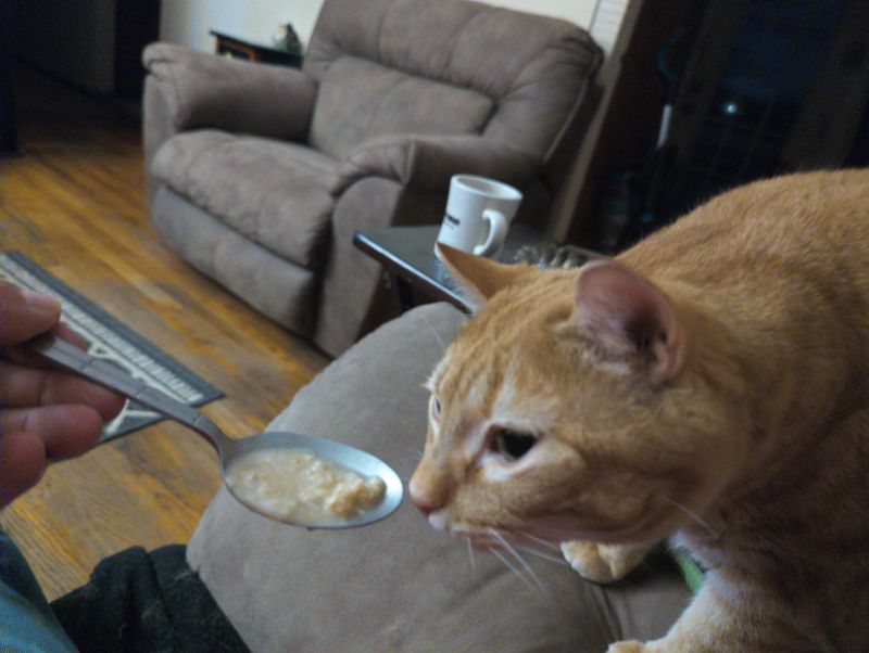 A Soft Verdict For Anyone Missing A Lap Cat