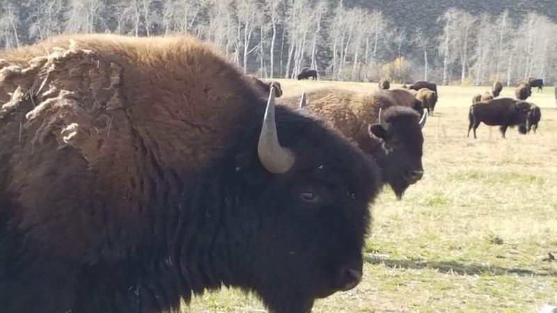 Bison Graze The Pastures At Blackhorn Bison Ranch In Lemhi, Idaho - Decor Hint Ranching That Follows Nature's Lead