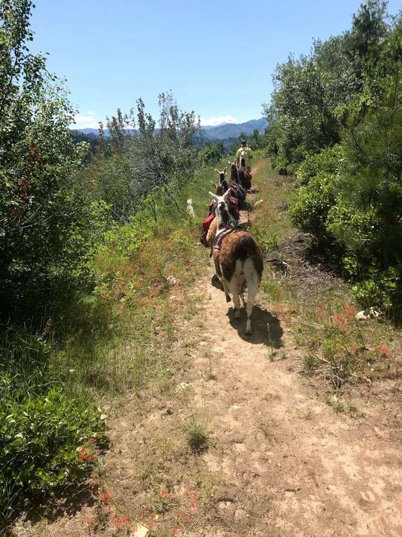 Light Footprints On Wild Trails