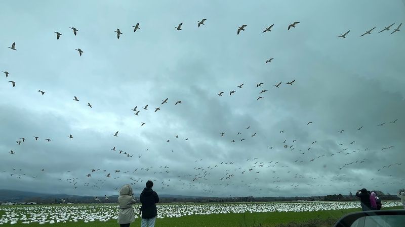 Thousands Of Snow Geese Blanket This Washington Valley Every Fall In A Spectacle You Won’t Forget - Decor Hint Timing The Great Goose Liftoff