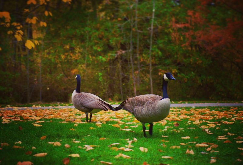 Paddle Boats, Ducks And Plenty Of Geese