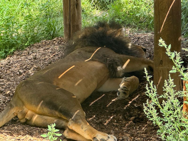This Idaho Zoo Lets You See The State's Wildest Animals Up Close - Decor Hint Lions on the Snake River Plain