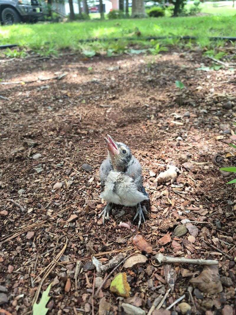 This Georgia Nonprofit Gives Injured Wild Birds A Second Chance At Flying Free - Decor Hint Help Is Just A Text Away