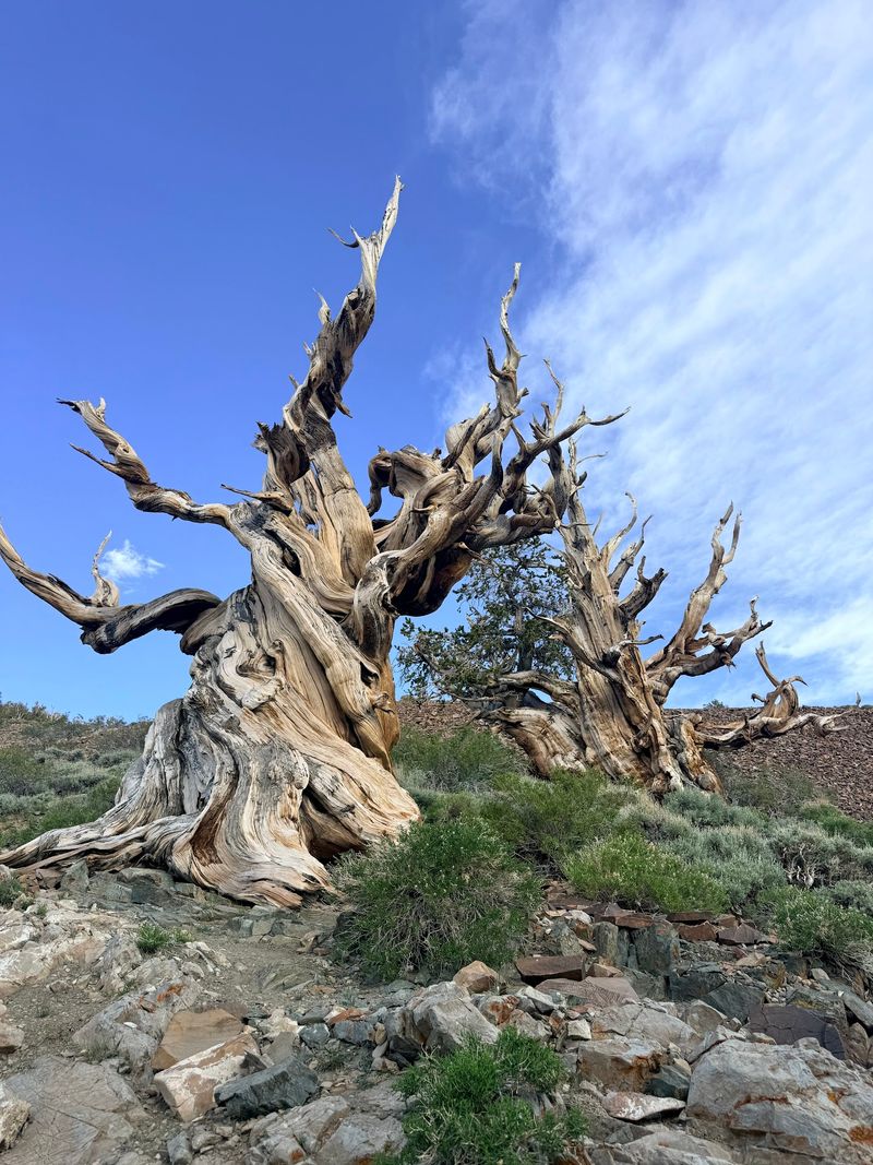 Some Bristlecone Pines Have Been Alive For More Than 4,000 Years