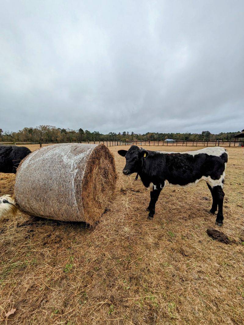 Skip The Grocery Store: These 9 Georgia Farms Offer Locally Raised Beef To Take Home - Decor Hint Hunter Cattle Company