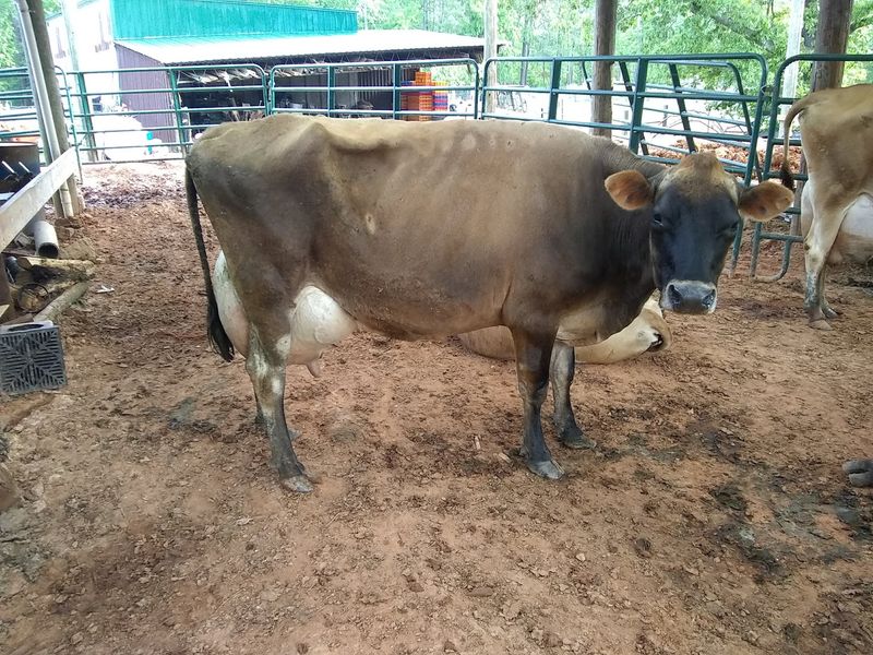 Sweet Dairy Family Farm
