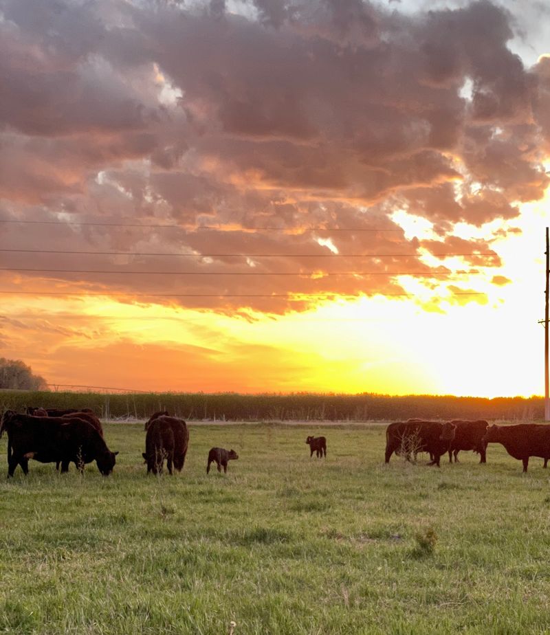 A Freezer Full Of Nebraska Worth The Effort