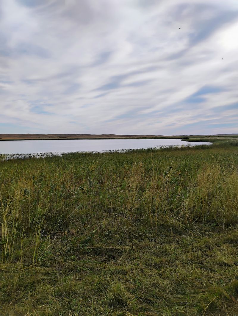 Before You Drive Out Know That Nebraska's Sandhills Hold A Lake Where Bison Wade At Dusk - Decor Hint Pack Bug Spray, Snacks, And A Little Patience