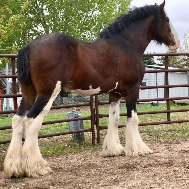 More Than 30 Clydesdales And Draft Horses Pull Wagons At This Working Nebraska Farm - Decor Hint Those Famous Feathered Legs Came All The Way From Scotland