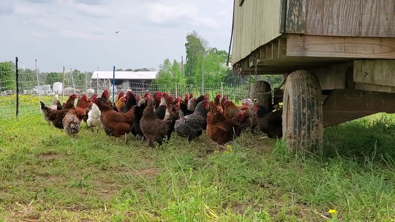 Raised Right From Pasture To Package