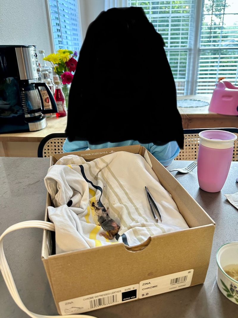 This Georgia Nonprofit Gives Injured Wild Birds A Second Chance At Flying Free - Decor Hint What To Do Before You Drive Over