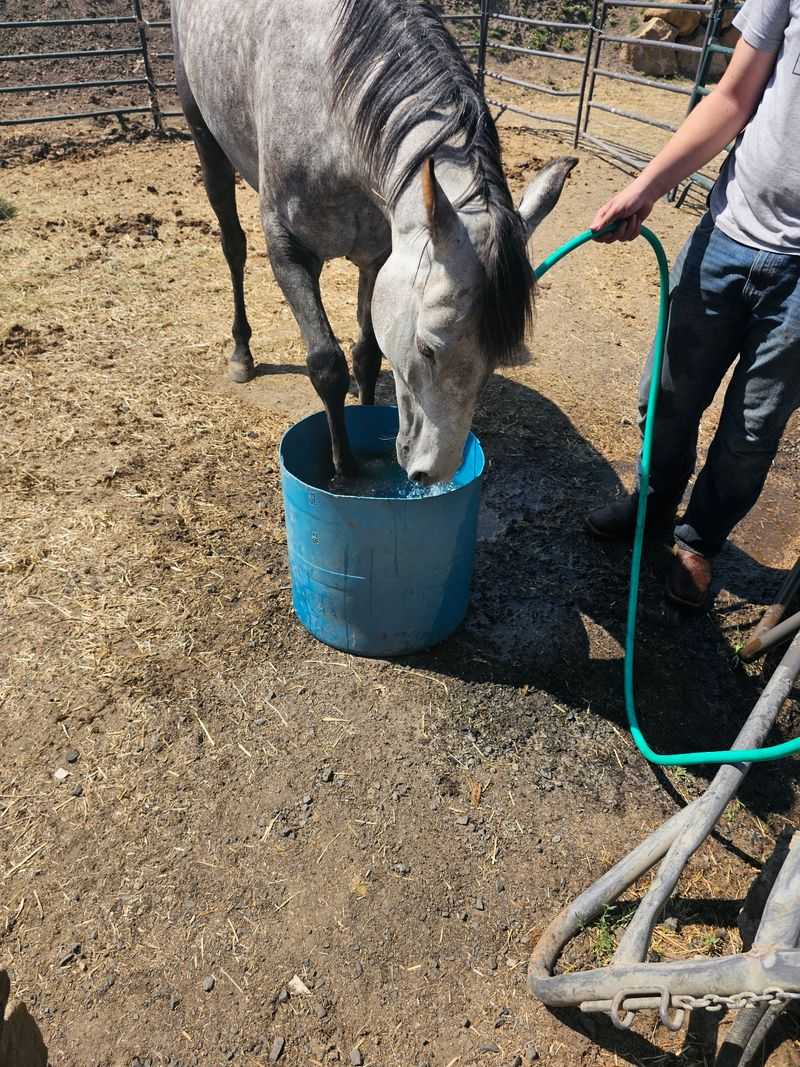 Volunteers Keep The Hay Moving And The Hearts Full