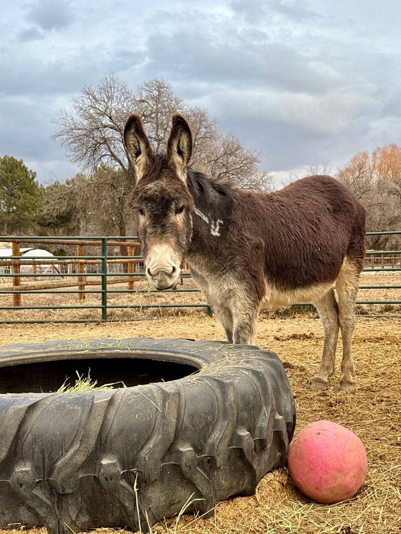 Compassionate Care That Puts Every Donkey First