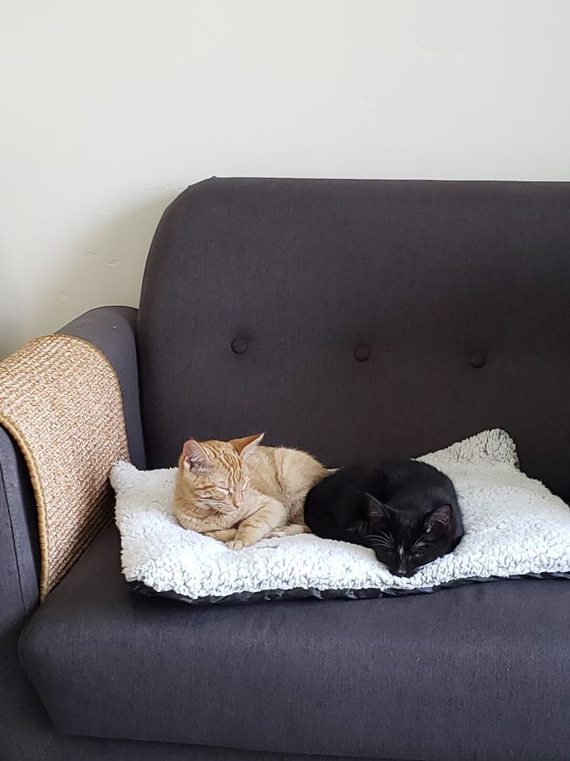 More Than 30 Rescued Cats Roam Free Inside This Cage-Free Idaho Sanctuary Open To Visitors - Decor Hint Foster Homes Doing Quiet, Important Work