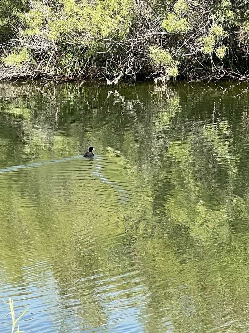 Water Levels Quietly Run The Whole Show
